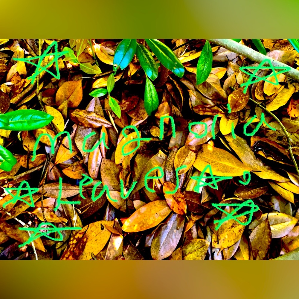 Magnolia Leaves 20